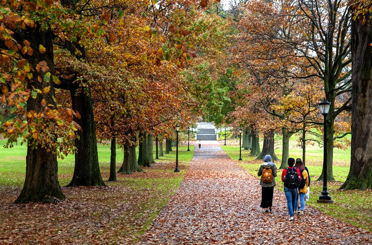students walking under a tree lined walkway