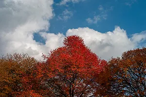 Red leaves under blue sky and clouds