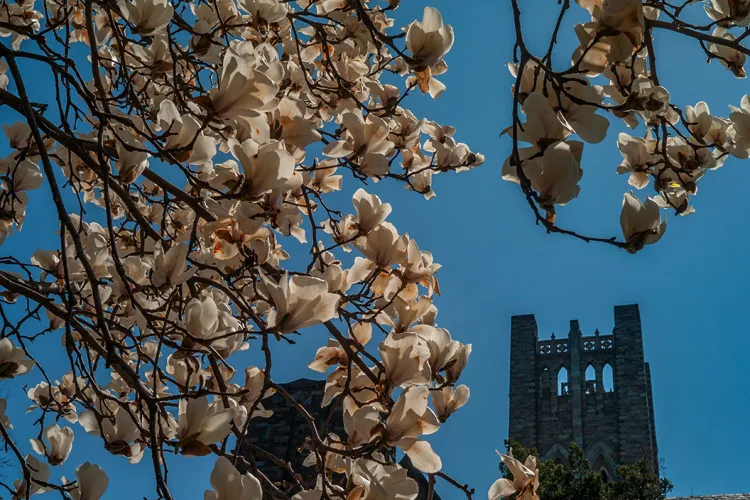 Flowers in foreground with clothier bell tower in background