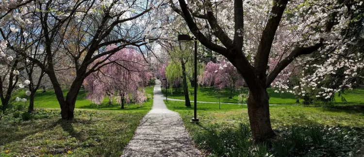 Flowering cherry trees at Swarthmore College