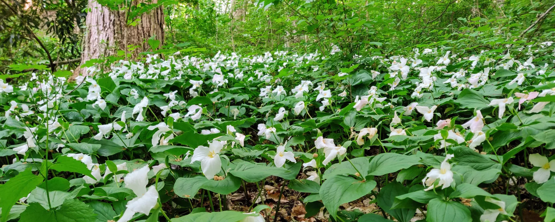 A field of trilliums in the Crum Woods